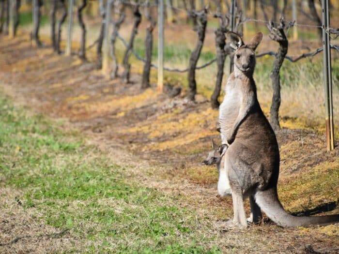 Hunter Valley