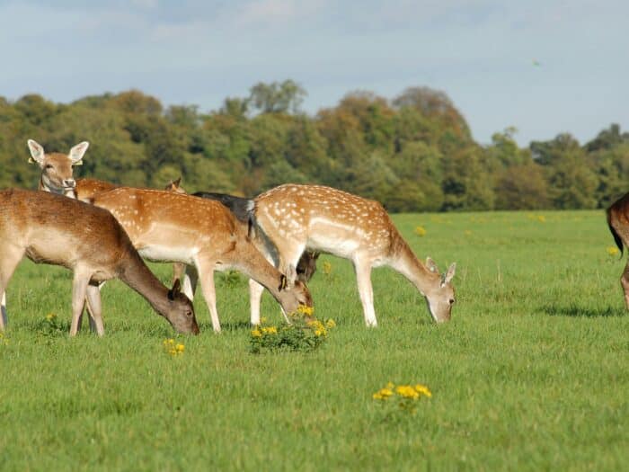 Phoenix Park