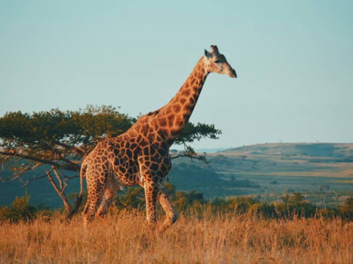 Sør-Afrika